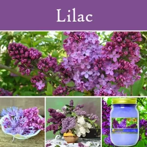 Lilac Mason Jar