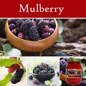 Mulberry Mason Jar